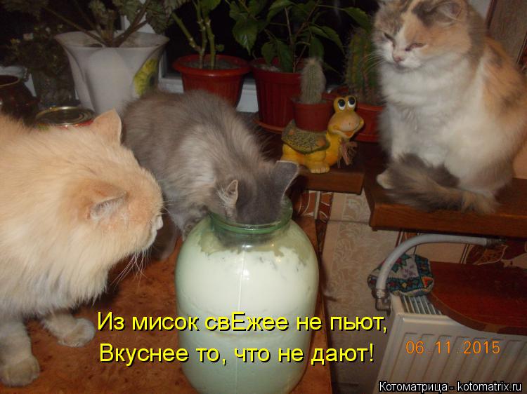 Котоматрица: Из мисок свЕжее не пьют, Вкуснее то, что не дают!