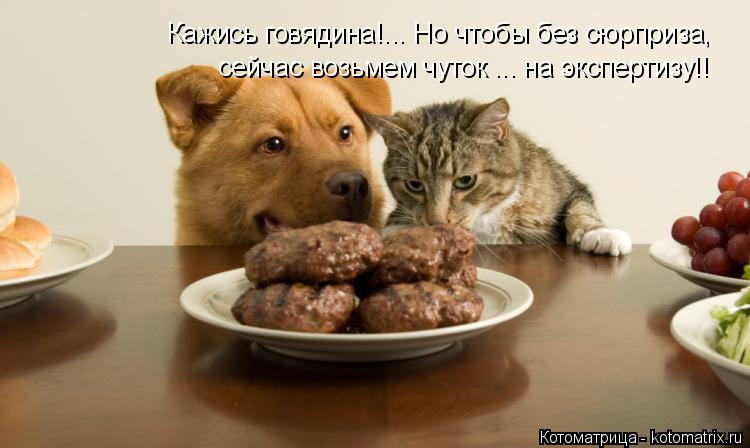 Котоматрица: Кажись говядина!... Но чтобы без сюрприза, сейчас возьмем чуток ... на экспертизу!!