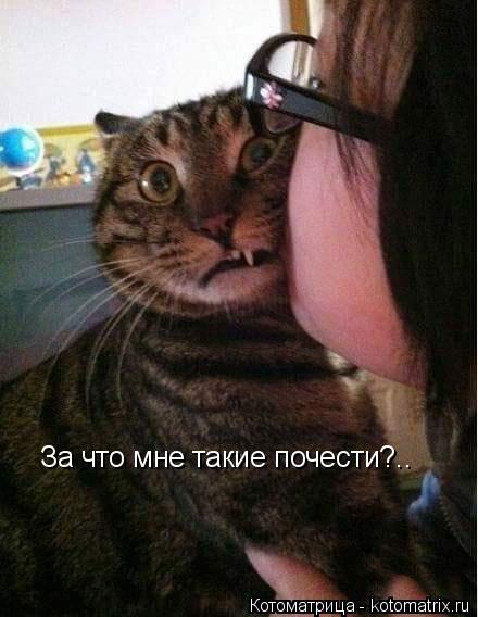 Котоматрица: За что мне такие почести?..