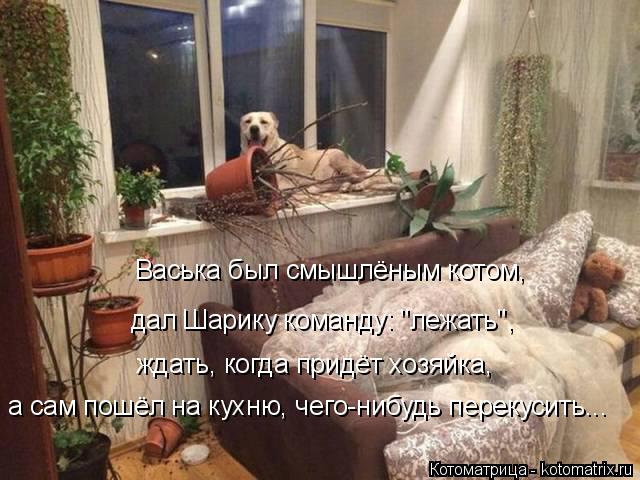 Котоматрица: Васька был смышлёным котом,  дал Шарику команду: "лежать", ждать, когда придёт хозяйка, а сам пошёл на кухню, чего-нибудь перекусить...