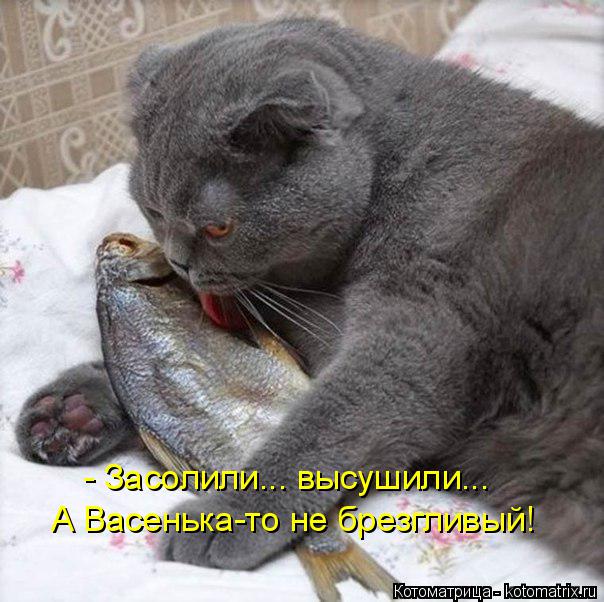Котоматрица: - Засолили... высушили... А Васенька-то не брезгливый!
