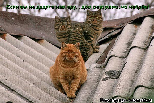 Котоматрица: Если вы не дадите нам еду... дом разрушим, но найдём!