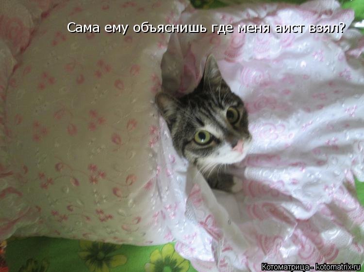 Котоматрица: Сама ему объяснишь где меня аист взял?