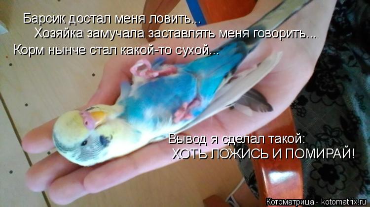 Котоматрица: Барсик достал меня ловить... Хозяйка замучала заставлять меня говорить... Корм нынче стал какой-то сухой... Вывод я сделал такой: ХОТЬ ЛОЖИСЬ И