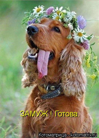 Котоматрица: ЗАМУЖ ! Готова.