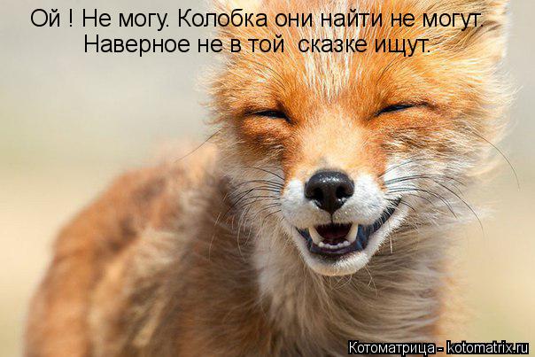 Котоматрица: Ой ! Не могу. Колобка они найти не могут. Наверное не в той  сказке ищут.