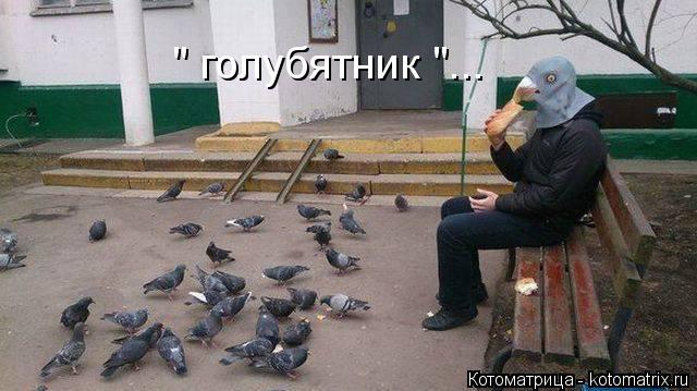 Котоматрица: " голубятник "...