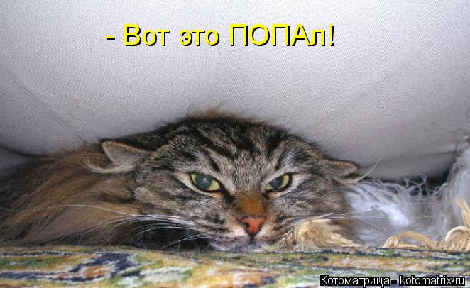 Котоматрица: - Вот это ПОПАл!