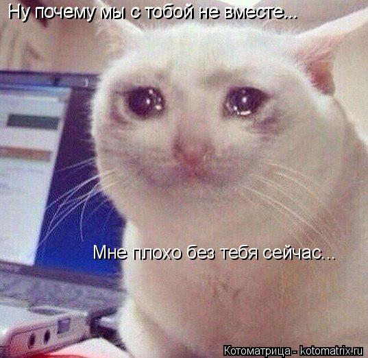 Котоматрица: Ну почему мы с тобой не вместе... Ну почему мы с тобой не вместе... Ну почему мы с тобой не вместе... Мне плохо без тебя сейчас...