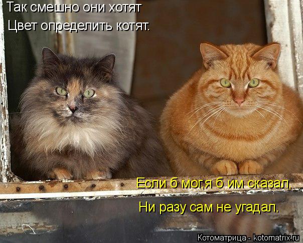 Котоматрица: Так смешно они хотят Цвет определить котят. Если б мог,я б им сказал, Ни разу сам не угадал.