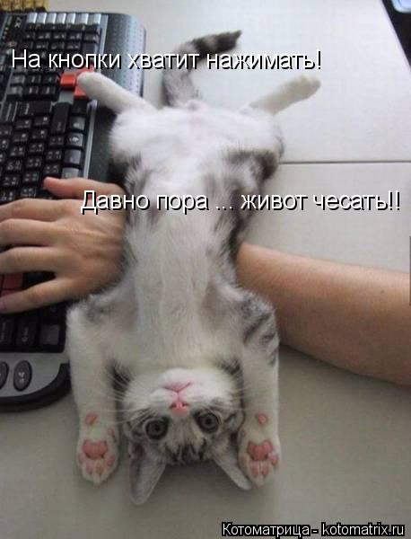 Котоматрица: На кнопки хватит нажимать! Давно пора ... живот чесать!!