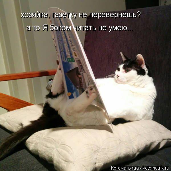 Котоматрица: хозяйка, газетку не перевернёшь? а то Я боком читать не умею...