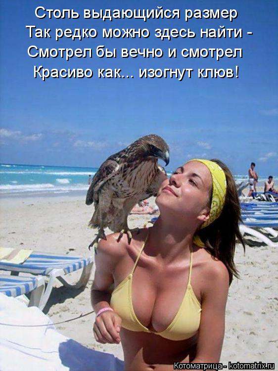 Котоматрица: Столь выдающийся размер Так редко можно здесь найти -  Смотрел бы вечно и смотрел Красиво как... изогнут клюв!
