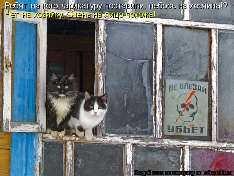 Котоматрица: Ребят, на кого карикатуру поставили, небось на хозяина!? Нет, на хозяйку. Очень на лицо похожа!