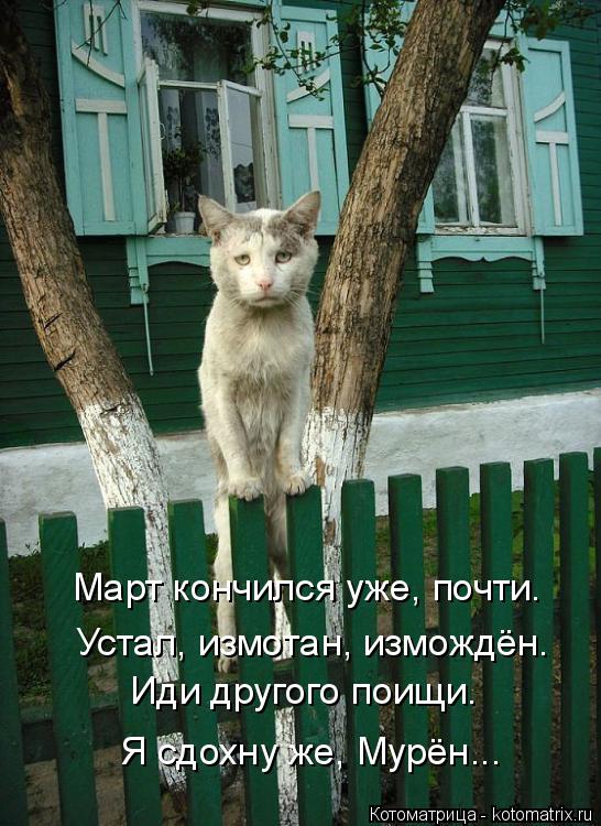 Котоматрица: Устал, измотан, измождён. Иди другого поищи. Я сдохну же, Мурён... Март кончился уже, почти.