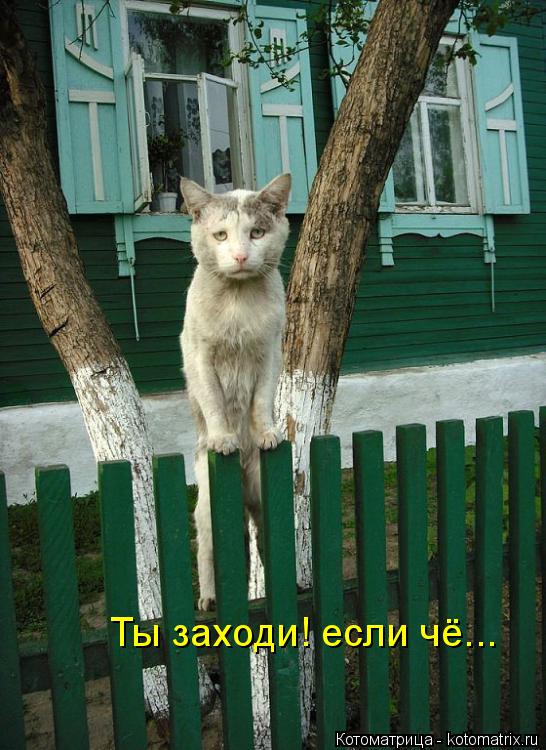 Котоматрица: Ты заходи! если чё...