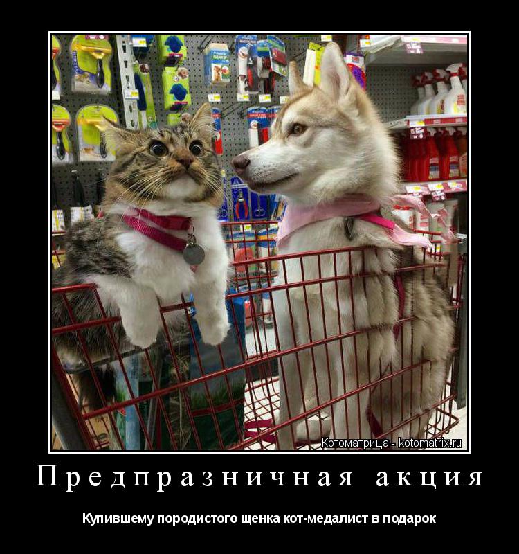 Котоматрица: Предпразничная акция Купившему породистого щенка кот-медалист в подарок