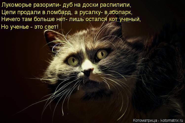 Котоматрица: Лукоморье разорили- дуб на доски распилили, Цепи продали в ломбард, а русалку- в зоопарк, Ничего там больше нет- лишь остался кот ученый, Но у