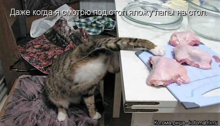 Котоматрица: Даже когда я смотрю под стол яложу лапы на стол.