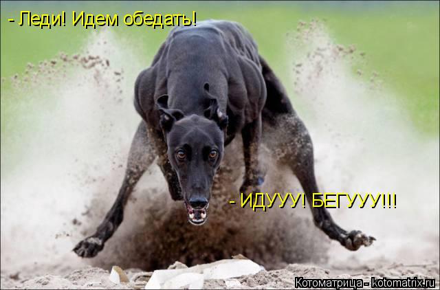 Котоматрица: - Леди! Идем обедать! - ИДУУУ! БЕГУУУ!!!