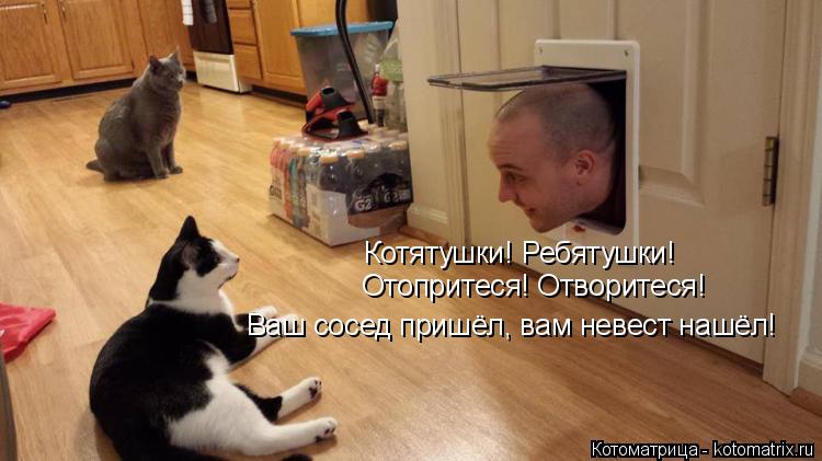 Котоматрица: Котятушки! Ребятушки! Отопритеся! Отворитеся! Ваш сосед пришёл, вам невест нашёл!