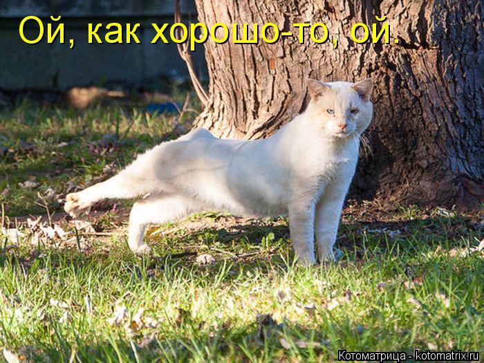 Котоматрица: Ой, как хорошо-то, ой.