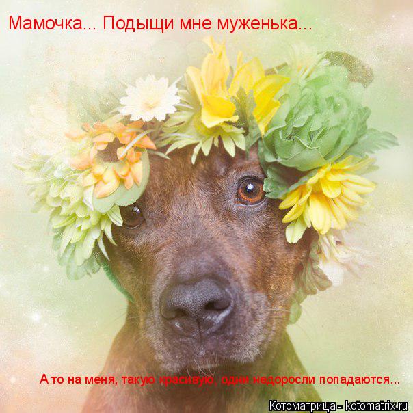 Котоматрица: Мамочка... Подыщи мне муженька... А то на меня, такую красивую, одни недоросли попадаются...