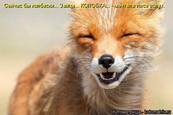 Котоматрица: Сейчас бы колбаски... Зайца... КОЛОБКА... - мечтала лиса вслух.
