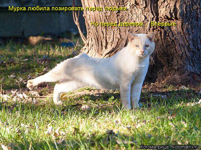 Котоматрица: Мурка любила позировать перед людьми... Но перед деревом... Впервые.