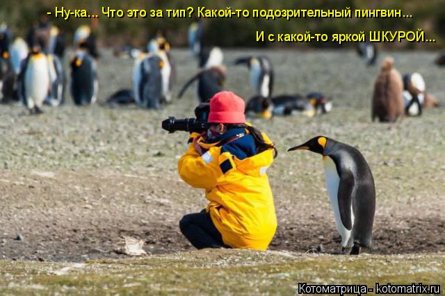Котоматрица: - Ну-ка... Что это за тип? Какой-то подозрительный пингвин... И с какой-то яркой ШКУРОЙ...