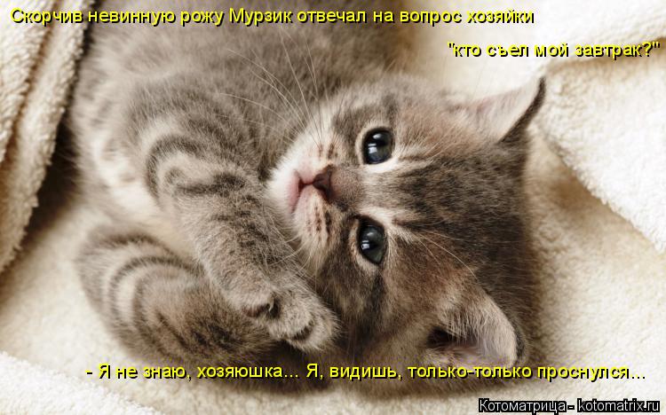 Котоматрица: Скорчив невинную рожу Мурзик отвечал на вопрос хозяйки  "кто съел мой завтрак?" - Я не знаю, хозяюшка... Я, видишь, только-только проснулся...