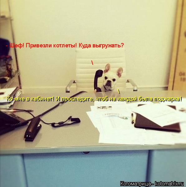 Котоматрица: - Шеф! Привезли котлеты! Куда выгружать? \ \ Ко мне в кабинет! И проследите, чтоб на каждой была поджарка!