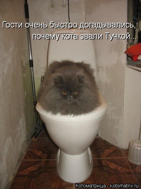 Котоматрица: Гости очень быстро догадывались, почему кота звали Тучкой...