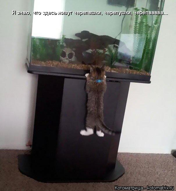 Котоматрица: Я знаю, что здесь живут черепашки, черепушки, черепааааа...