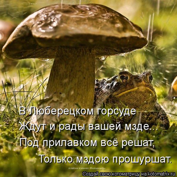Котоматрица: В Люберецком горсуде Ждут и рады вашей мзде... Под прилавком всё решат, Только мздою прошуршат.