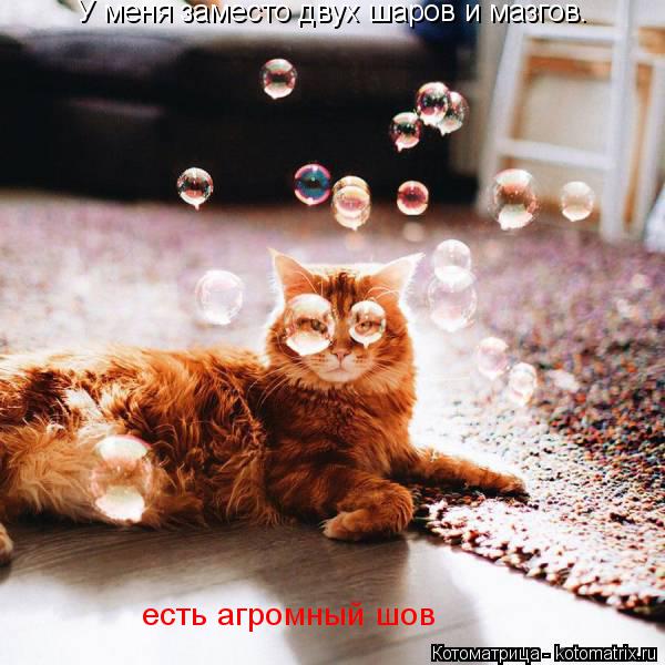Котоматрица: У меня заместо двух шаров и мазгов. есть агромный шов