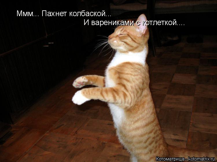 Котоматрица: Ммм... Пахнет колбаской... И варениками с котлеткой....