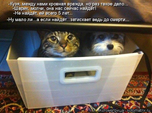 Котоматрица: -Кузя, между нами кровная вражда, но раз такое дело... -Шарик, молчи, она нас сейчас найдёт! -Не найдёт, ей всего 5 лет... -Ну мало ли...а если найдёт