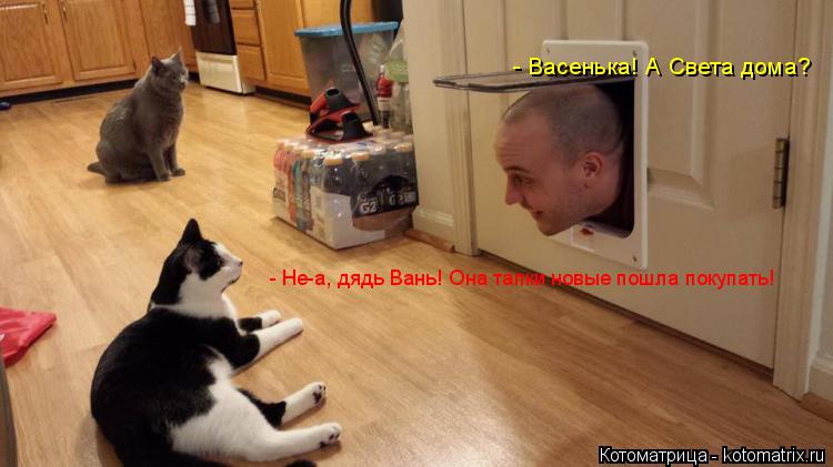 Котоматрица: - Васенька! А Света дома? - Не-а, дядь Вань! Она тапки новые пошла покупать!