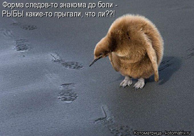 Котоматрица: Форма следов-то знакома до боли - РЫБЫ какие-то прыгали, что ли??!