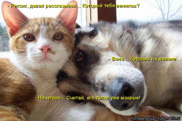 Котоматрица: - Рексик, давай рассказывай... Который тебя веником? - Вона... Который на диване... - Ничегооо... Считай, его тапки уже мокрые!