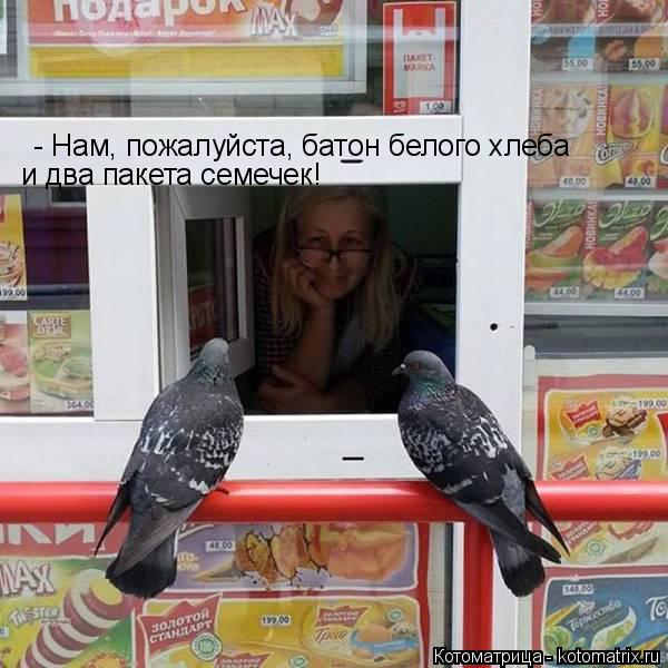 Котоматрица: - Нам, пожалуйста, батон белого хлеба и два пакета семечек!