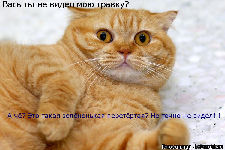 Котоматрица: Вась ты не видел мою травку? А чё? Это такая зелёненькая перетёртая? Не точно не видел!!!