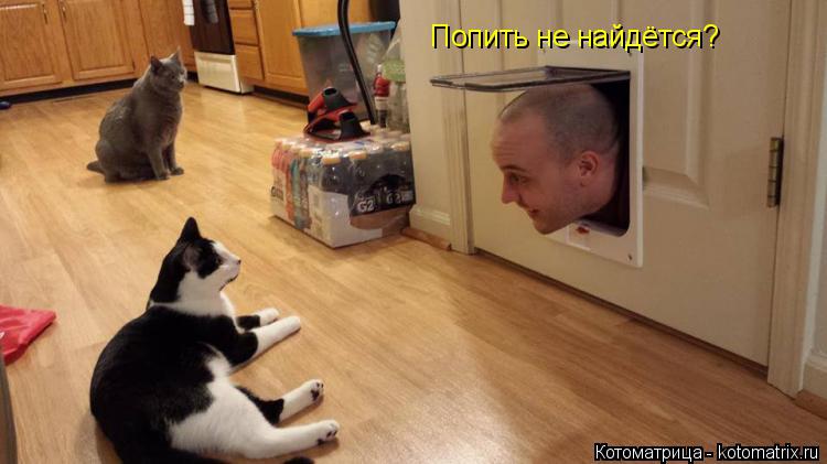 Котоматрица: Попить не найдётся?