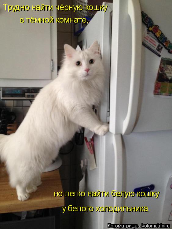 Котоматрица: Трудно найти чёрную кошку в тёмной комнате, но легко найти белую кошку у белого холодильника