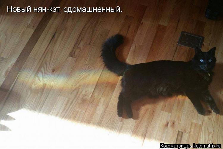 Котоматрица: Новый нян-кэт, одомашненный.