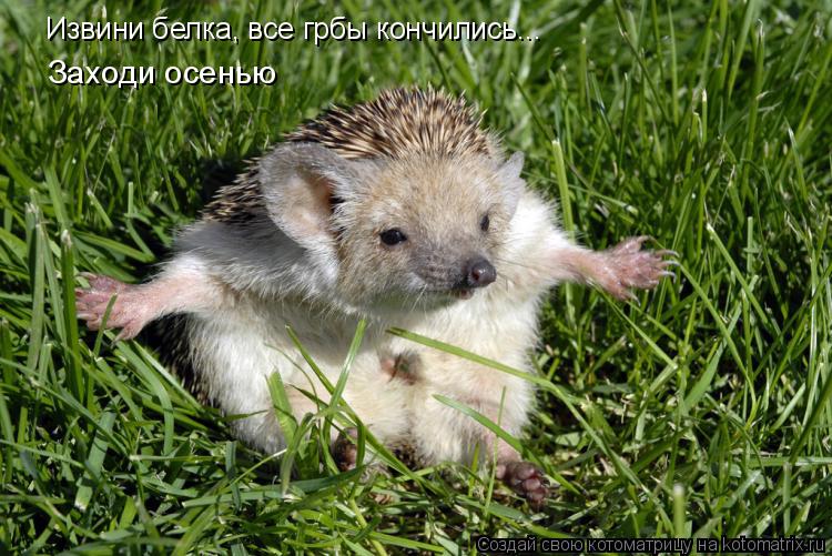 Извини белка, все грбы кончились... Заходи осенью... Котоматрица: Извини белка, все грбы кончились... Заходи осенью