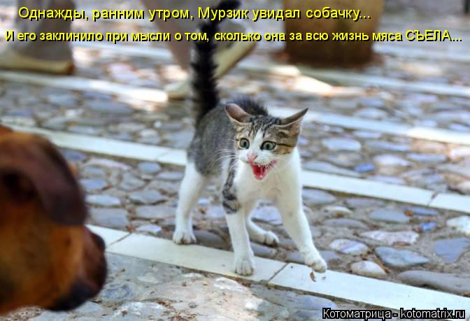 Котоматрица: Однажды, ранним утром, Мурзик увидал собачку... И его заклинило при мысли о том, сколько она за всю жизнь мяса СЪЕЛА...
