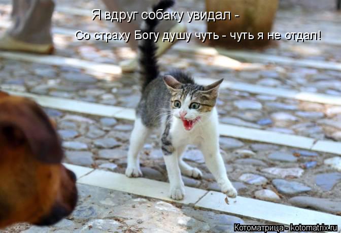 Котоматрица: Со страху Богу душу чуть - чуть я не отдал! Я вдруг собаку увидал -