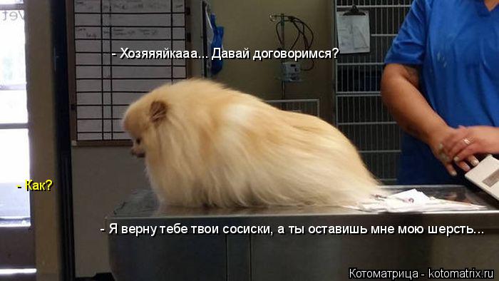 Котоматрица: - Хозяяяйкааа... Давай договоримся? - Как? - Я верну тебе твои сосиски, а ты оставишь мне мою шерсть...